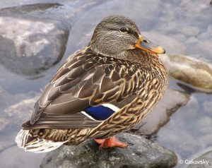 kačica divá-pri neseni nanesie 12-15 vajec uspešnost liahnutia je 90%